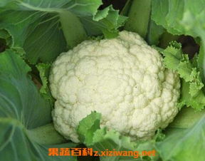 花菜育苗时间和方法 花菜如何育苗