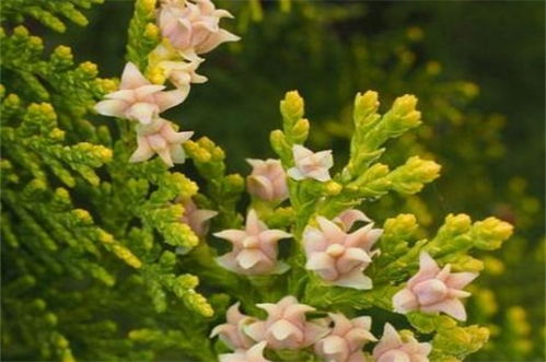 花的含义是什么 花的象征和寓意