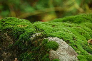 花盆上放青苔优缺点 哪些盆栽适合放苔藓