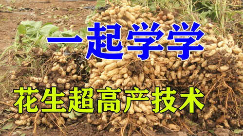 花生怎样管理才高产 花生的后期管理技术