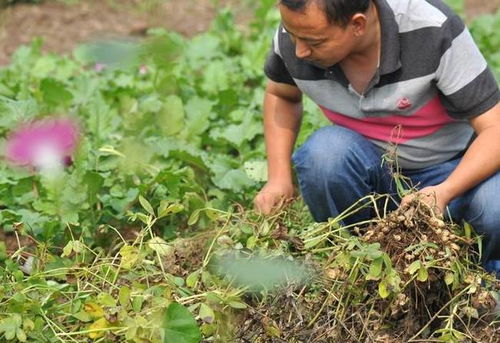 花生一般成熟在几月 怎么判断花生成熟了