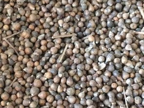 花椒籽泡几天出芽 秋天种花椒籽发芽时间