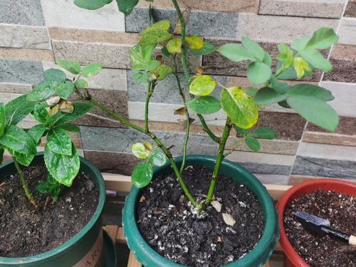 花生黄叶的原因和解决方法 黄叶变绿最快方法