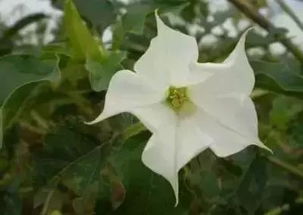 花语很虐心的花 花语是压抑绝望的花