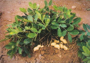 花生踩秧好还是土埋好 花生踩秧视频