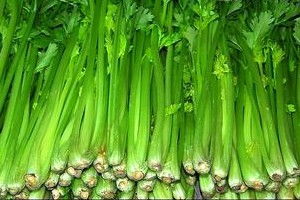 芹菜三种人不宜吃 我喝芹菜汁喝了三年