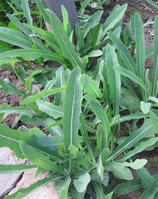 苦麻菜有哪些人不能吃 真正的苦麻菜图片