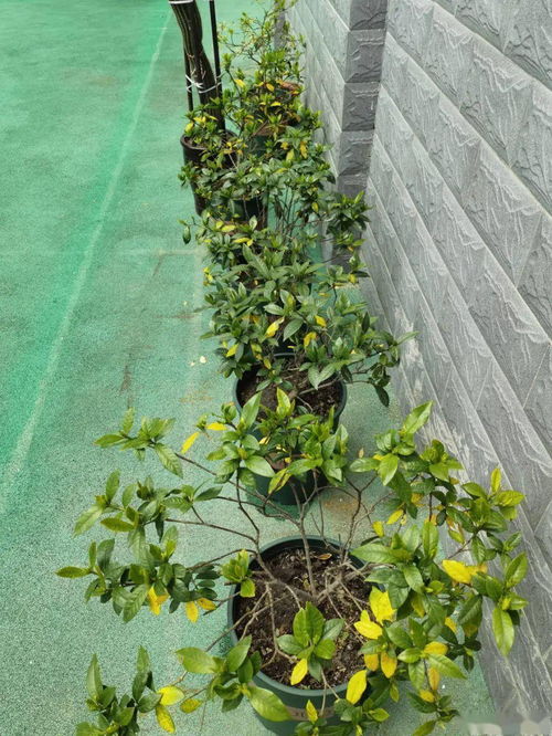 苔藓在屋里为什么养不活 家里养苔藓风水不好吗