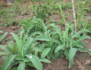 苦苣菜的正确吃法 苦苣菜有大毒