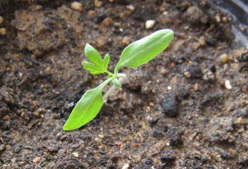芹菜快速发芽方法 芹菜怎样催芽最快最好