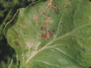 苯醚甲环唑兑水比例 40%苯醚甲环唑用法用量