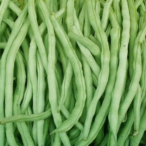 芸豆就是四季豆吗 四季豆相克禁忌食物