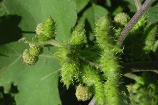 苍耳子煮水可以治什么 苍耳子煮水偏方大全