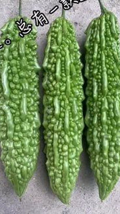 苦瓜最晚什么时候种最合适 苦瓜8月份时候种最合适