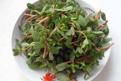 苋菜的作用与功效 吃红苋菜的好处和坏处