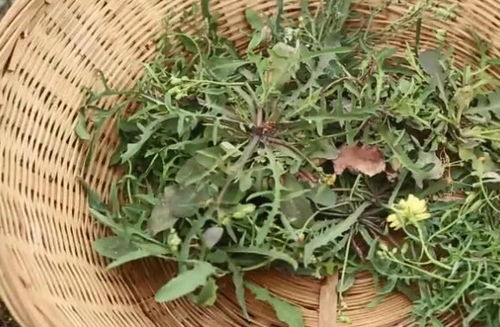 苦荬菜的功效与主治 苦荬菜的别名叫什么