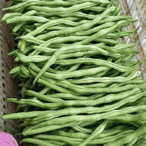芸豆是四季豆吗 真正的芸豆图片