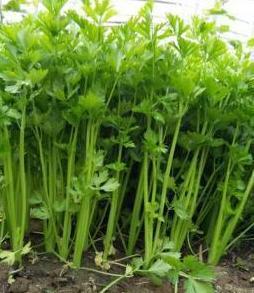 芹菜籽催芽方法 芹菜种子冰箱催芽几天