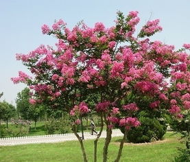苏州市树和市花 江苏省十三市市花