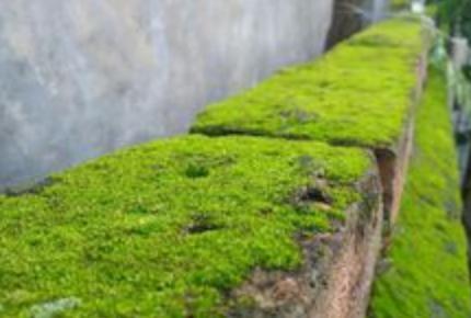 苔藓能直接放深水养吗 苔藓可以一直泡水吗