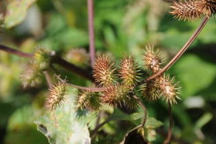 苍耳子的功效 苍耳子的营养价值