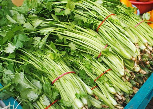芹菜跟西芹有什么区别 芹菜跟西芹营养价值有区别吗