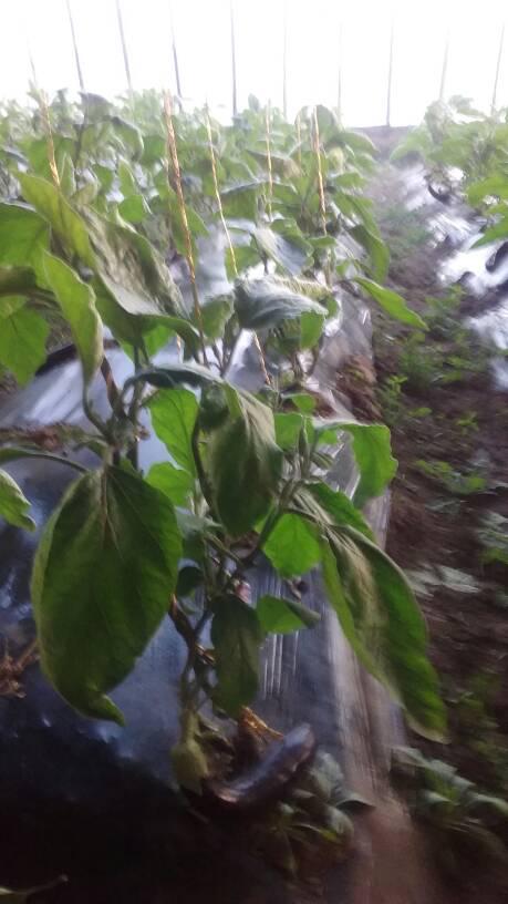 茄子黄叶病用什么药好 解决黄叶最好的办法