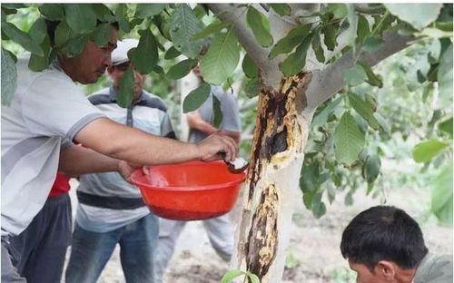 苹果树怕太阳暴晒吗 苹果树几月不能浇水