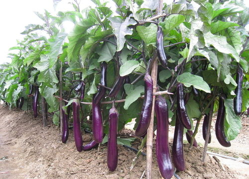 茄科类蔬菜为什么不好 茄果类蔬菜15种