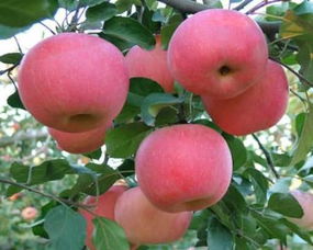 苹果有什么功效 苹果的作用与效果