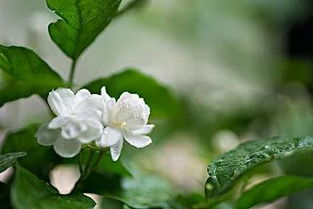 茉莉比喻什么样的女人 茉莉花开是在暗示什么