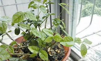 茉莉的养殖方法及修剪 茉莉花开完花怎么剪枝