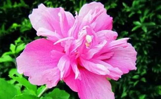 英国国花是什么 英国国花和美国国花的区别