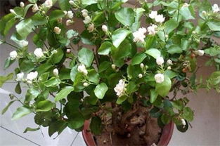 茉莉怎么浇水 茉莉最怕三种水