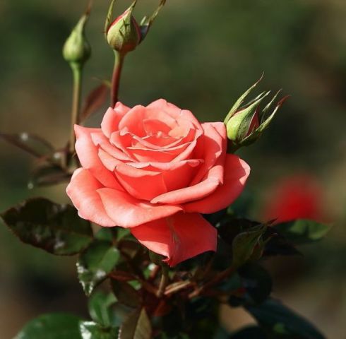 英国的国花是 英国国花是红玫瑰还是白玫瑰