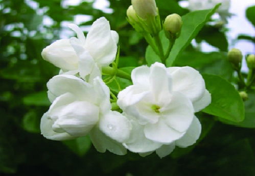 茉莉花和栀子花的区别 茉莉花香还是栀子花香