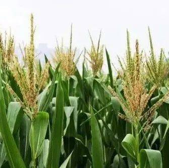 苯醚甲环唑和吡唑醚菌酯 吡唑醚菌酯+芸苔素+磷酸二氢钾