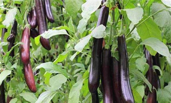 茄子施肥的正确方法 茄子最忌三种肥料