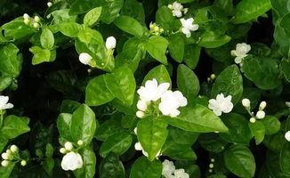 茉莉文案浪漫简短 关于茉莉的浪漫文案