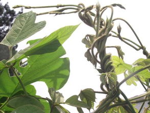 茅莓根的最大作用是什么 茅莓图片以及功效及作用