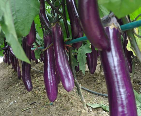 茄子落花不坐果原因 茄子为什么开完花就掉