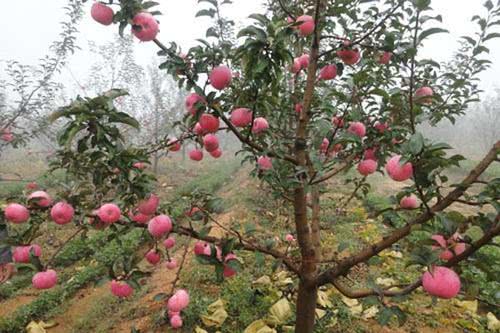 苹果树几月不能浇水 苹果树缺水的表现