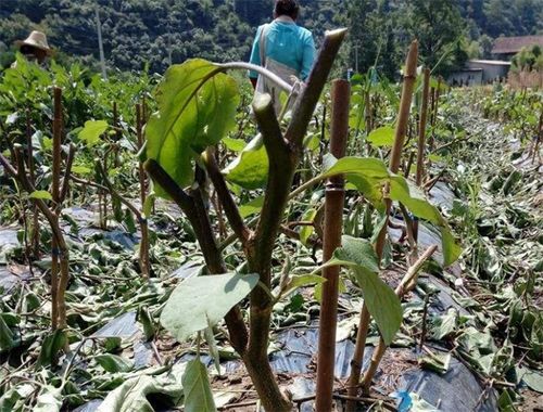 茄子二次剪枝正确方法 二茬茄子修剪视频教程