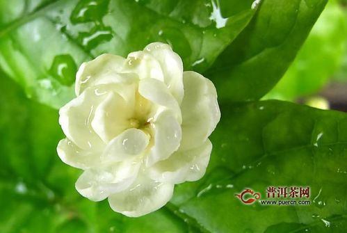 茉莉花在家里有忌讳吗 为什么茉莉花味招鬼