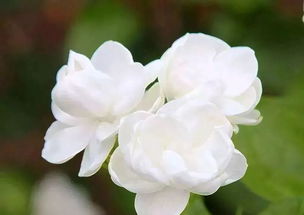茉莉花茶禁忌 茉莉花的功效与禁忌
