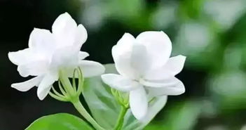 茉莉花适合什么属相养 为什么茉莉花味招鬼