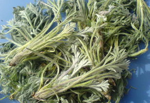 茵陈的十大功效 茵陈专治十种病