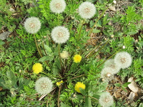 茵陈对妇科的功效与作用 茵陈对性功能有提高吗