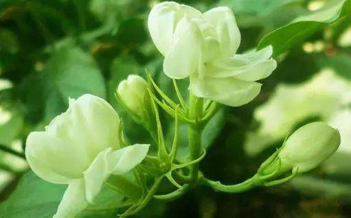 茉莉花怎么施肥 茉莉施肥注意事项
