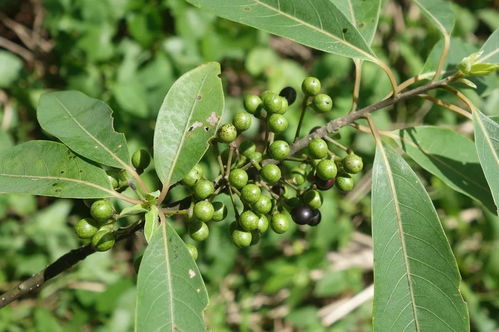 茱萸与辣椒口感区别 茱萸为什么被辣椒取代
